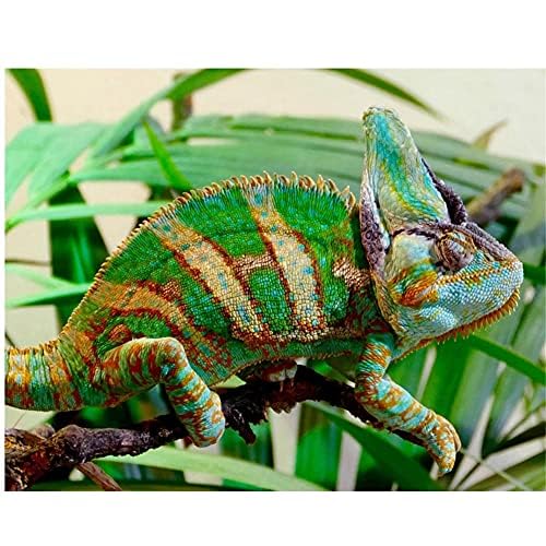 PeBoo 5D Diamantmalerei Kits Große Größe Bilder Chamäleon Erwachsene Kinder Bunt Kristall Diamant Bilder Handarbeit Stickerei Diamond Painting Kreuzstich Art Wohnkultur PeBoo 5D Diamantmalerei Kits Große Größe Bilder Chamäleon Erwachsene Kinder Bunt Kristall Diamant Bilder Handarbeit Stickerei Diamond Painting Kreuzstich Art Wohnkultur von PeBoo