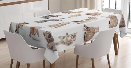 Pechiwuo Tischdecke Outdoor Katze Wetterfest Tischdecke Abwaschbar 3D Tier Katzen Tischdecken Polyester Wasserdicht Tischwäsche für Garten Küche Party Biertisch, 140x140 cm 2579v Pechiwuo Tischdecke Outdoor Katze Wetterfest Tischdecke Abwaschbar 3D Tier Katzen Tischdecken Polyester Wasserdicht Tischwäsche für Garten Küche Party Biertisch, 140x140 cm 2579v von Pechiwuo