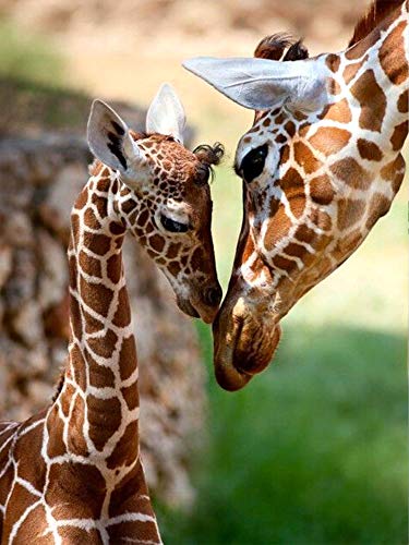 Pentoa Diamond Painting Tier Set Zubehör, Diamant Painting Bilder Giraffe, Full DIY Crystal Strass Stickerei Home Wand Decor Gemälde Kreuzstich Diamond Wall Dekoration 30×40 cm von Pentoa