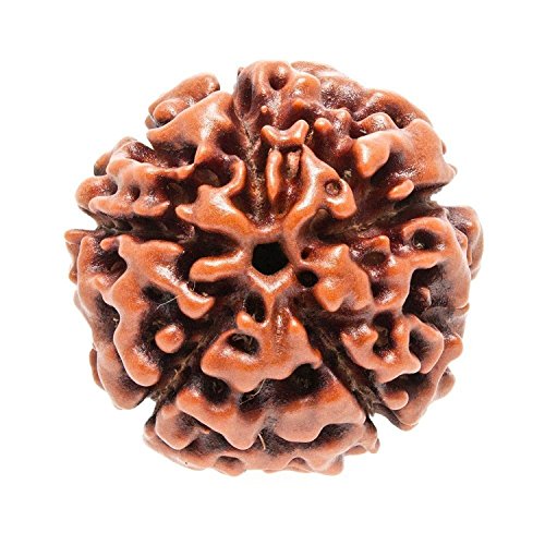 Petrichor Nepali Five Faced / 5 Faced / 5 Mukhi Rudraksha (Paanch Mukhi Rudraksha) Brown Color with Certificate von Petrichor
