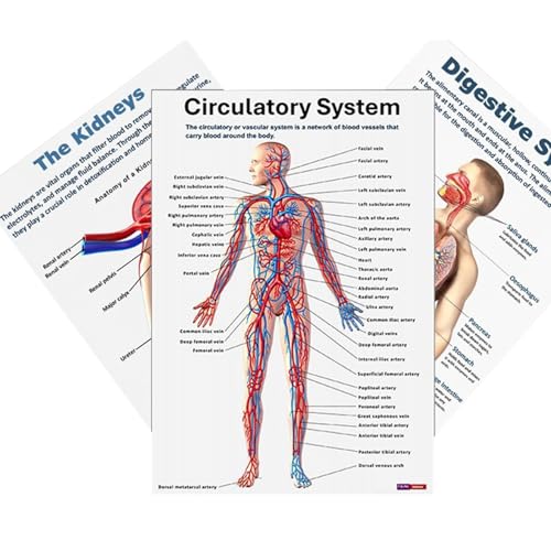 Poster "Human Anatomy" – Skelett-Poster, pädagogische, wissenschaftliche anatomische Diagramme für Klinik, Universität, Labor, Schule, 16 Stück Poster "Human Anatomy" – Skelett-Poster, pädagogische, wissenschaftliche anatomische Diagramme für Klinik, Universität, Labor, Schule, 16 Stück von Poupangke
