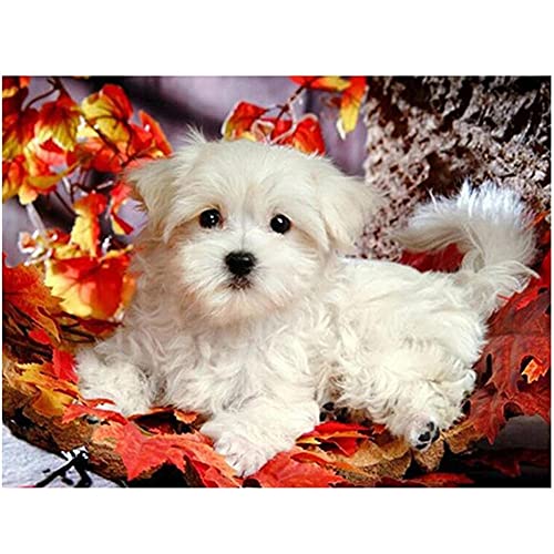 DIY Diamond Painting Full Dril Kits Maltesische Hunde 5D Diamant Painting Voll Bilder DIY Diamant Malerei Strass Stickerei Diamond Painting Kreuzstich für Wohnzimmer Dekor Wand Aufkleber 30x40cm DIY Diamond Painting Full Dril Kits Maltesische Hunde 5D Diamant Painting Voll Bilder DIY Diamant Malerei Strass Stickerei Diamond Painting Kreuzstich für Wohnzimmer Dekor Wand Aufkleber 30x40cm von Poxety