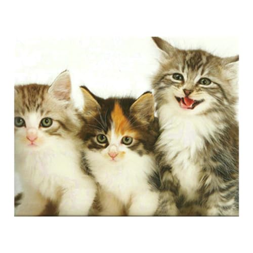 Diamond Painting Set, Bild mit Motiv Katzen und Zubehör, Bastelset zum Malen mit Glitzersteinchen, für Kinder ab 5 Jahren von Pracht Creatives Hobby