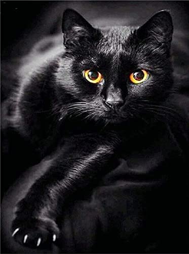 Diamond Painting Set, Bild mit Motiv Schwarze Katze und Zubehör, Größe ca. 35 x 25 cm, Bastelset zum Malen mit Glitzersteinchen für Kinder ab 5 Jahren von Pracht Creatives Hobby