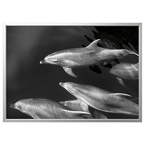 ProTuning BJÖRKSTA Bild mit Rahmen, 140x100cm, Delfine/alu-Farbe ProTuning BJÖRKSTA Bild mit Rahmen, 140x100cm, Delfine/alu-Farbe von ProTuning