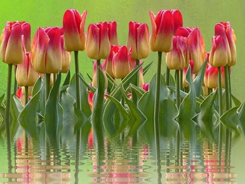 Pskgbxmu Vorgedruckt Kreuzstich Set Blumen 11CT AnfäNger Kreuzstich Stickpackungen Stickbild Set für für Wandkunst-Heimdekoration 40x50 cm von Pskgbxmu