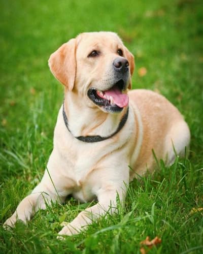 Pskgbxmu Vorgedruckt Kreuzstich Set Hund DIY Stickvorlagen 11CT Stickbilder Zum Sticken Starter Set FüR Erwachsene Kinder AnfäNger 40x50 cm Pskgbxmu Vorgedruckt Kreuzstich Set Hund DIY Stickvorlagen 11CT Stickbilder Zum Sticken Starter Set FüR Erwachsene Kinder AnfäNger 40x50 cm von Pskgbxmu
