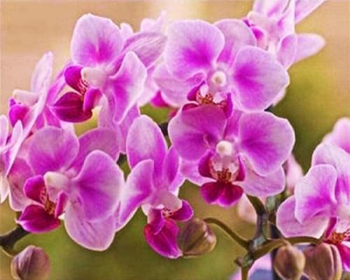 Pskgbxmu Vorgedruckt Kreuzstich Set Phalaenopsis-Orchidee DIY Stickvorlagen 11CT Stickbilder Zum Sticken Starter Set FüR Erwachsene Kinder AnfäNger - 40×50cm Pskgbxmu Vorgedruckt Kreuzstich Set Phalaenopsis-Orchidee DIY Stickvorlagen 11CT Stickbilder Zum Sticken Starter Set FüR Erwachsene Kinder AnfäNger - 40×50cm von Pskgbxmu
