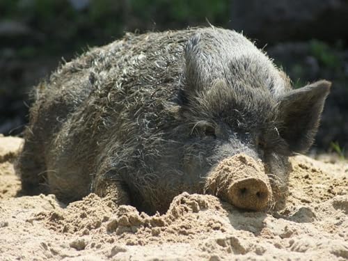 Pskgbxmu Vorgedruckt Kreuzstich Set Tier Schwein 11CT AnfäNger Kreuzstich Stickpackungen Stickbild Set für für Wandkunst-Heimdekoration 40x50 cm Pskgbxmu Vorgedruckt Kreuzstich Set Tier Schwein 11CT AnfäNger Kreuzstich Stickpackungen Stickbild Set für für Wandkunst-Heimdekoration 40x50 cm von Pskgbxmu