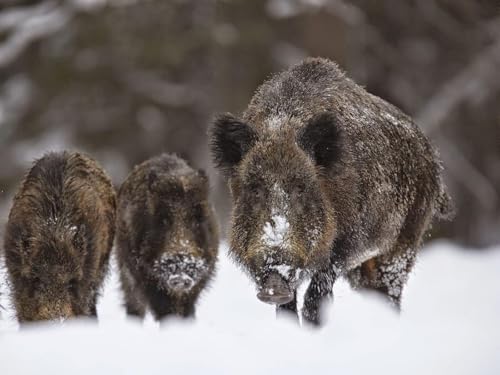Pskgbxmu Vorgedruckt Kreuzstich Set Wildschwein 11CT AnfäNger Kreuzstich Stickpackungen Stickbild Set für für Wandkunst-Heimdekoration 40x50 cm Pskgbxmu Vorgedruckt Kreuzstich Set Wildschwein 11CT AnfäNger Kreuzstich Stickpackungen Stickbild Set für für Wandkunst-Heimdekoration 40x50 cm von Pskgbxmu