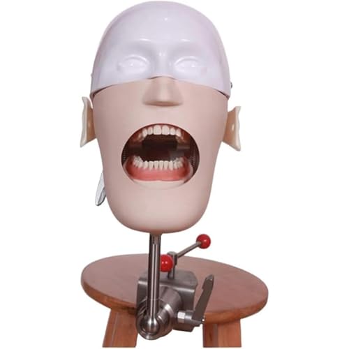 Dental-Simulator-Mannequin-Kopf Modellpuppen-Phantom In Lebensgröße Mit Zähnen Modell-Training Für Zahnärzte Zahnarzthelferinnen A Dental-Simulator-Mannequin-Kopf Modellpuppen-Phantom In Lebensgröße Mit Zähnen Modell-Training Für Zahnärzte Zahnarzthelferinnen A von QJWM