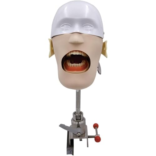 Dentalsimulator Phantomkopf-Training Modellpuppen-Phantom In Lebensgröße Mit Zähnen Modell-Training Kopfmodell 360 Grad Drehbar, Lehrmaterial Für Zahnärzte A Dentalsimulator Phantomkopf-Training Modellpuppen-Phantom In Lebensgröße Mit Zähnen Modell-Training Kopfmodell 360 Grad Drehbar, Lehrmaterial Für Zahnärzte A von QJWM