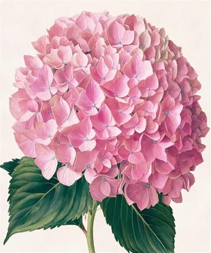 Blume Malen Nach Zahlen Erwachsene,Hortensie Paint by Numbers Adult,Cheerful Painting,Diy Handgemalt Kreativ Bastelset für Geschenk Heimdekoration. (Hortensie) von Qihensail