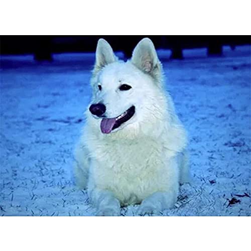Quaall 5D Large Diamond Painting Set Weiße Schäferhunde DIY Diamant Malerei Vollbohrer Stickerei Malerei Crystal Strass Stickerei für Haus, Wand Dekoratione（25x30cm/10x12in Round Drill） von Quaall