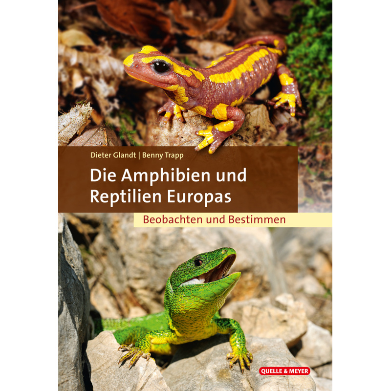 Die Amphibien Und Reptilien Europas - Dieter Glandt, Benny Trapp, Gebunden von Quelle & Meyer