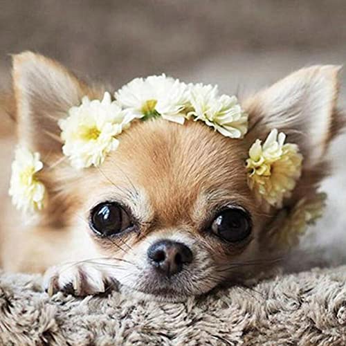 RAILONCH Diamond Painting Kit, Süß Chihuahua Full Diamant Malerei, Hund Crystal Strass Kreuzstich für Haus, Wand Deko, 40x40cm von RAILONCH