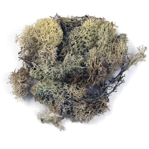 Rayher 8500331 Islandmoos, natur, Btl. 1 kg, echtes Natur-Moos (Island), konserviert, gereinigt, zum Basteln, Deko-Moos zu Ostern, Weihnachten, für den Modellbau Rayher 8500331 Islandmoos, natur, Btl. 1 kg, echtes Natur-Moos (Island), konserviert, gereinigt, zum Basteln, Deko-Moos zu Ostern, Weihnachten, für den Modellbau von Rayher