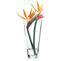 RONA Vase Ambiente transparent von RONA