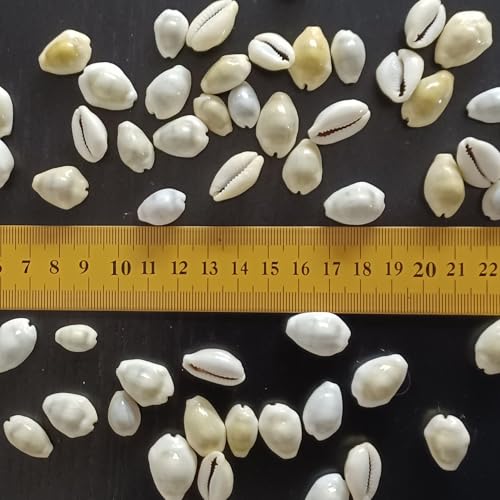 Kaurimuscheln 100g, Natur Creme Muscheln, Muschelperlen für Boho Hippie Schmuck, Ketten und Armringe, Kauri Muscheln Deko Schmuck Kaurimuscheln 100g, Natur Creme Muscheln, Muschelperlen für Boho Hippie Schmuck, Ketten und Armringe, Kauri Muscheln Deko Schmuck von ROSEMARIE SCHULZ Heidelberg