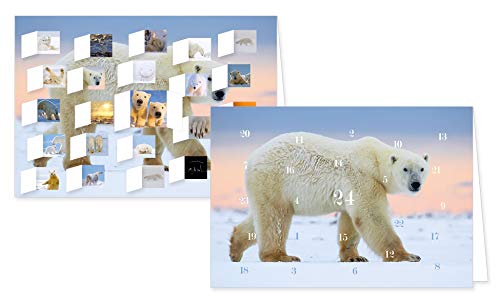 RASW087 - "Eisbären" Adventskalender-Doppelkarte - 12,5 x 18,5 cm mit hochwertigem Kuvert von Rannenberg & Friends