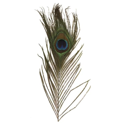 Pfauenfeder – 25 cm – 3-teilig – RAYHER – Pfauenfeder – 25 cm – 3-teilig – RAYHER – von Rayher