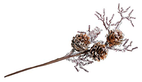 Rayher 55915000 Lärchenzapfenzweig, 26 cm, Natur, Normal Rayher 55915000 Lärchenzapfenzweig, 26 cm, Natur, Normal von Rayher