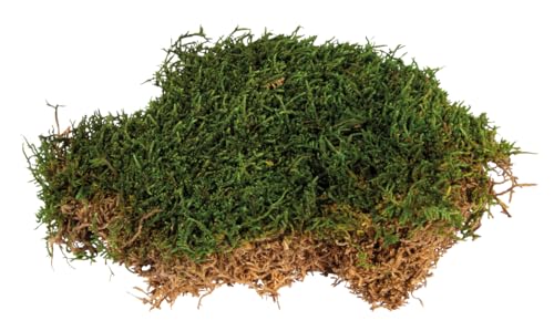 Rayher Moos, gereinigt, SB-Btl. 30g, 85494000 von Rayher