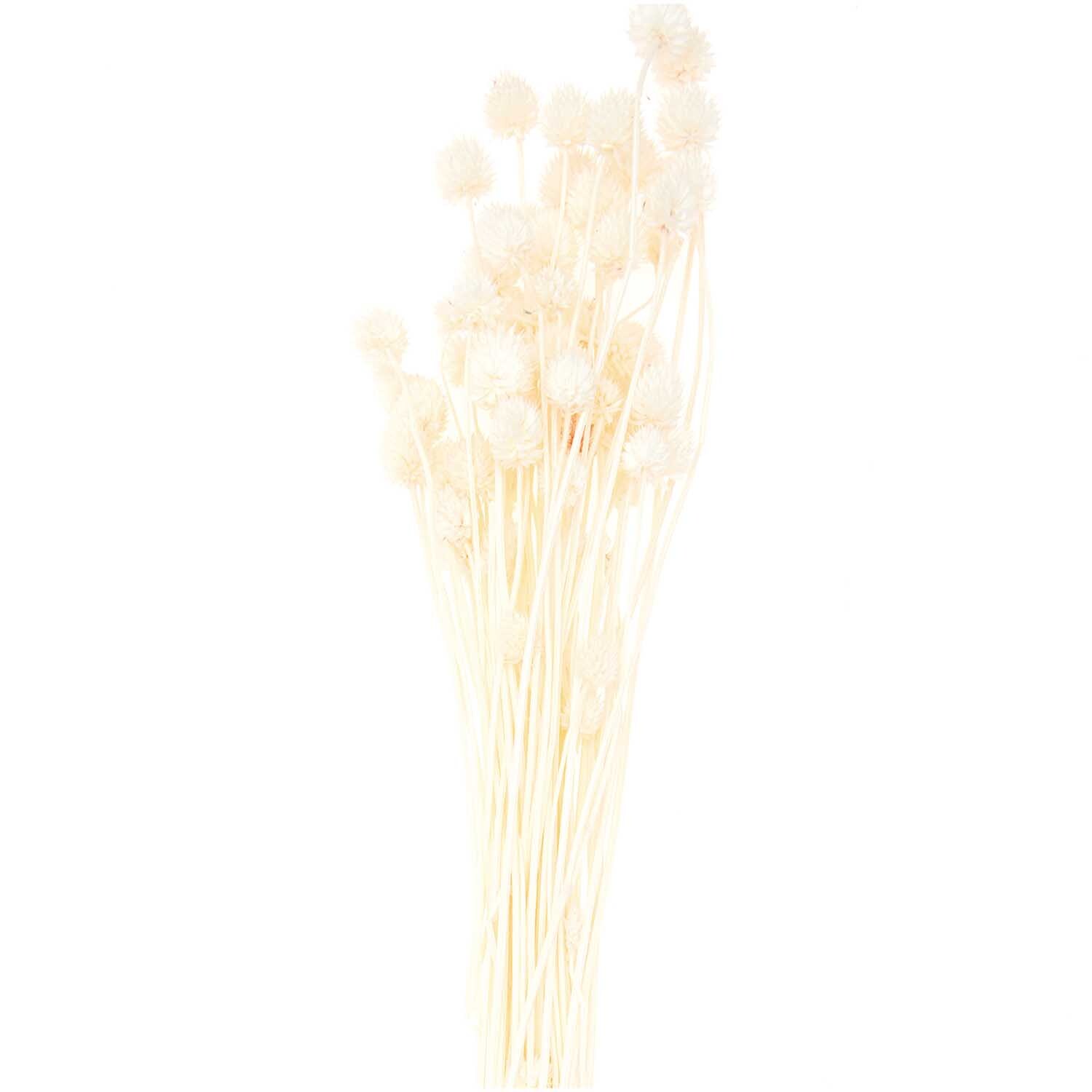 Getrocknete japanische Karde natur 60-75cm 50g Getrocknete japanische Karde natur 60-75cm 50g von Rico Design