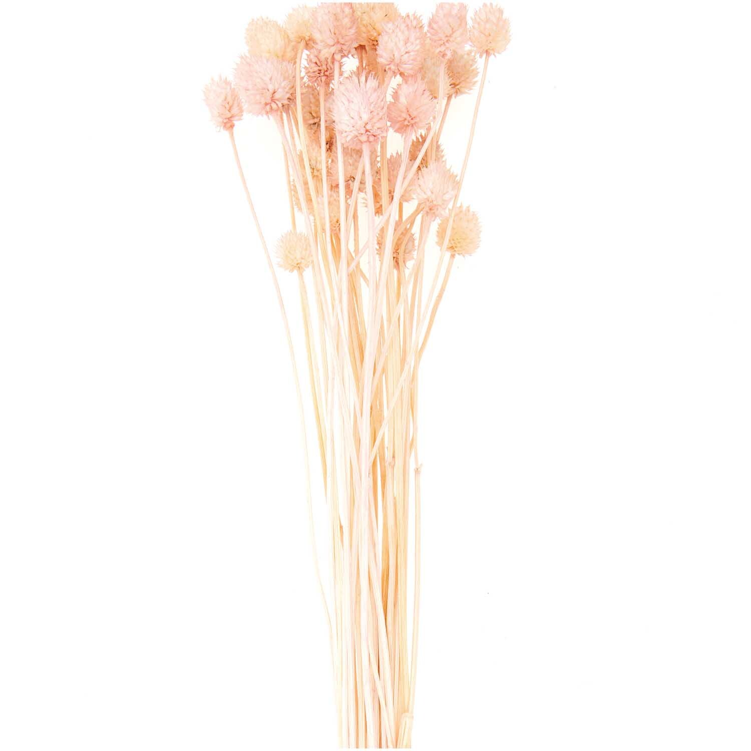 Getrocknete japanische Karde pink 60-75cm 50g Getrocknete japanische Karde pink 60-75cm 50g von Rico Design
