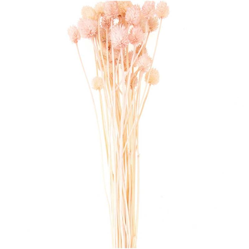 Getrocknete japanische Karde pink 60-75cm 50g von Rico Design