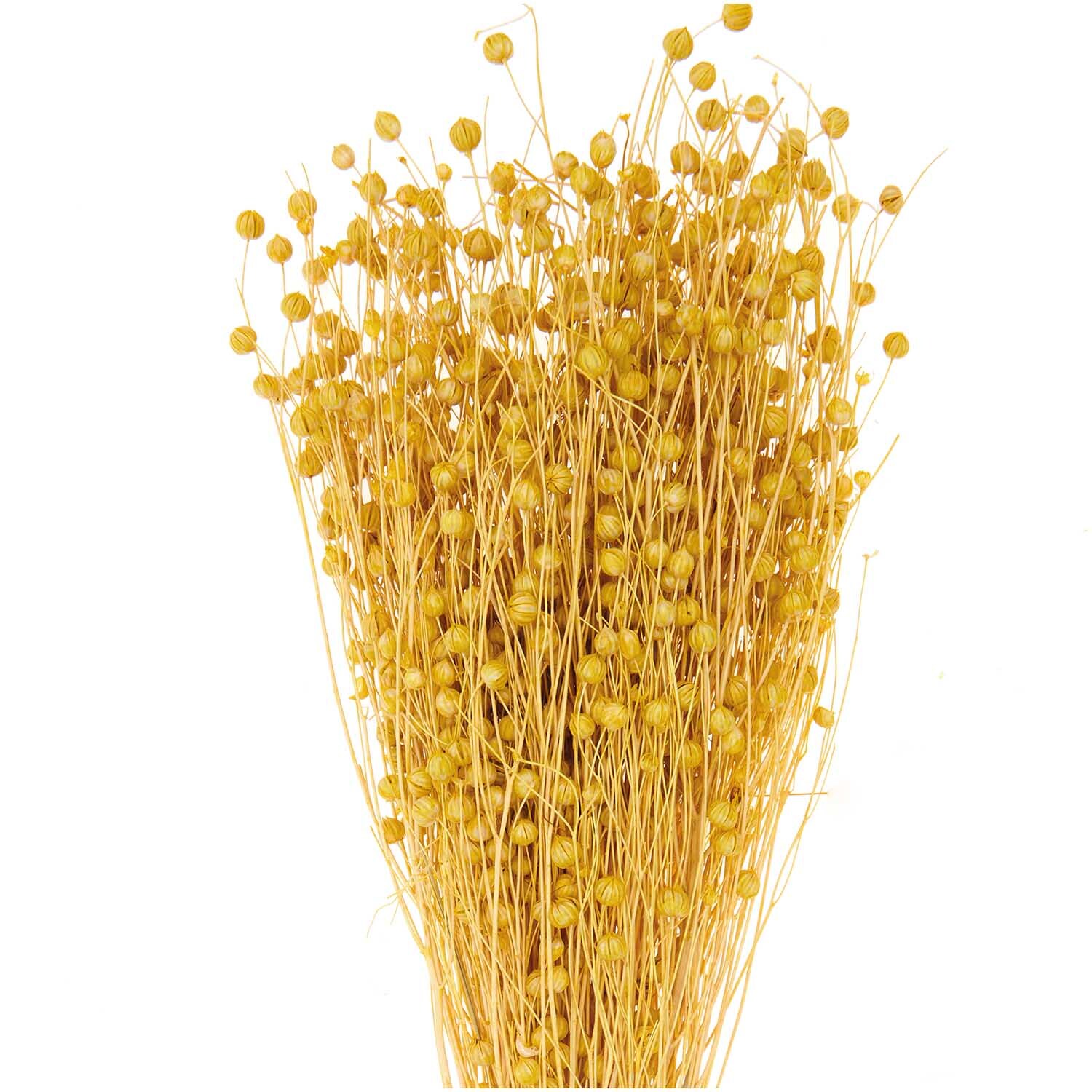Getrockneter Flachs gelb 60-75cm 100g Getrockneter Flachs gelb 60-75cm 100g von Rico Design