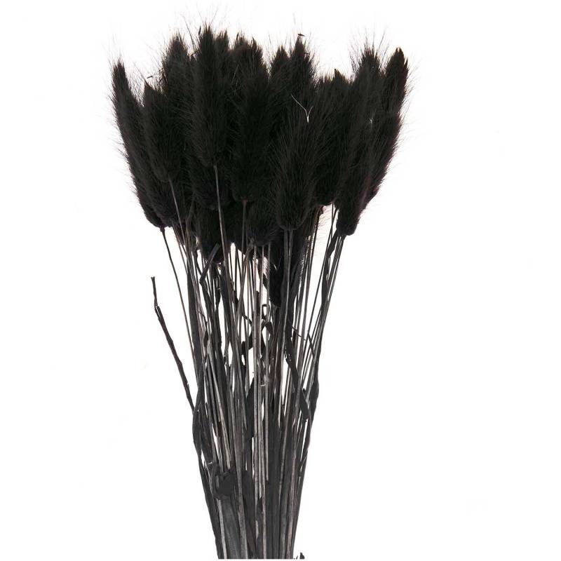 Getrockneter Lagurus schwarz ca. 40cm 50 Stück von Rico Design