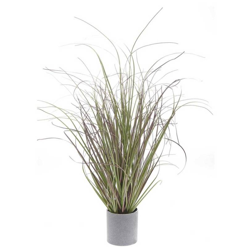 Dünengras im Topf 53cm von Rico Design