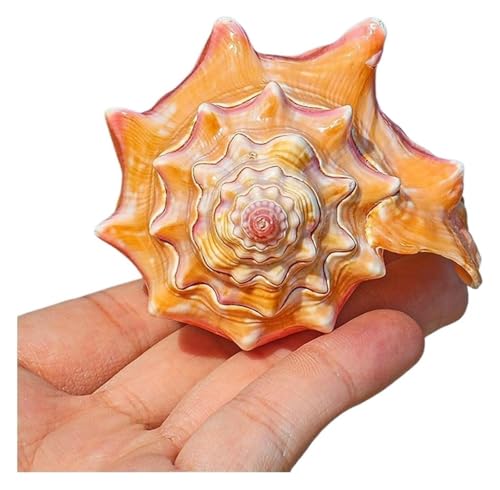 Natürliche Muscheln,Meeresmuscheln, Natürliche Meeresmuscheln, riesige Meeresschnecken, natürliche Muscheln, Rouge Rose Whelk, 8–11 cm(Pink,8~9cm) von RoroCove