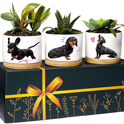 Rosa Vila Dackel Pflanzgefäße, Dackel Geschenke für Frauen & Männer, Premium Qualität Hundeliebhaber Geschenke, Weiner Hund Geschenke für Frauen, Daschund Geschenke für Frauen, Tolles Geschenk für Rosa Vila Dackel Pflanzgefäße, Dackel Geschenke für Frauen & Männer, Premium Qualität Hundeliebhaber Geschenke, Weiner Hund Geschenke für Frauen, Daschund Geschenke für Frauen, Tolles Geschenk für von Rosa Vila