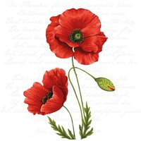 Serviette "Leuchtender Klatschmohn" - 20 Stück von Rot