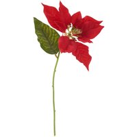 Weihnachtsstern Blüte Weihnachtsstern Blüte von DPI