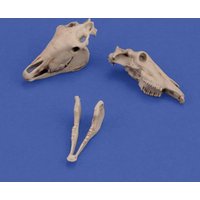 Horse skulls Horse skulls von Royal Model