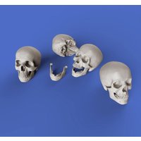 Skulls Skulls von Royal Model