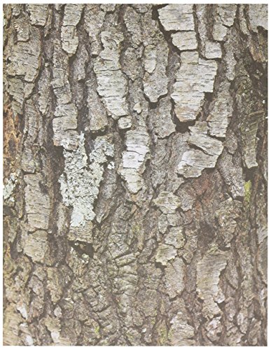 Roylco Bastelpapier, Motiv: Terrific Tree, 32 Blatt von Roylco
