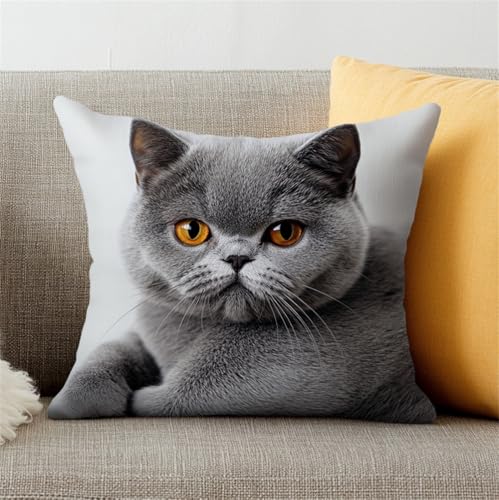 Rqwybcaxn Knüpfkissen Zum Selber Knüpfen,Britisch Kurzhaar Katze Und Rose,Knüpfen Set Handgemachte Geschenke Knüpfteppich Für Kinder Und Erwachsene Knüpfset,43X43Cm von Rqwybcaxn