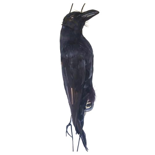 Rukjmqi Schwarze Krähe, Krähe Halloween Deko, 17.32x5.12x3.94IN Hängende Krähe, Schwarzer Gefiederter Rab-e, Dead Crow Halloween Requisiten Für Halloween Party Garten, Spukhaus, Grab Rukjmqi Schwarze Krähe, Krähe Halloween Deko, 17.32x5.12x3.94IN Hängende Krähe, Schwarzer Gefiederter Rab-e, Dead Crow Halloween Requisiten Für Halloween Party Garten, Spukhaus, Grab von Rukjmqi