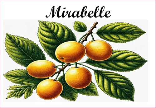 Mirabelle Etiketten aus Vinyl für Konserven, 52 x 75 mm, 12 Stück, hausgemacht Mirabelle Etiketten aus Vinyl für Konserven, 52 x 75 mm, 12 Stück, hausgemacht von S A F I R M E S