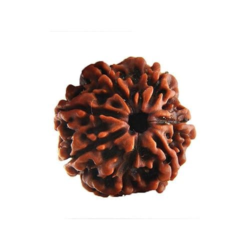 6 Mukhi Rudraksha Original zertifizierte Perlen – natürliche nepalische 6 Mukhi-Rudraks für Meditation und Gebet, Schutz, Chakra-Balancing, spirituelles Wachstum und DIY-Puja-Zubehör von SARVAKSH