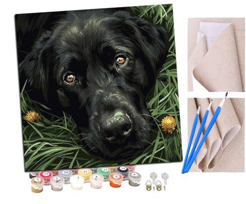 Malen Nach Zahlen Erwachsene Schwarzer Labrador auf dem Gras (2) DIY handgemaltes Ölgemälde Set für Anfänger und Erwachsene, Acrylfarbe, Kindergemälde, Kreative Heimdekoration, Geschenk, Weihnachten von SENDJJ