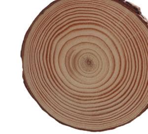 SENJEOK 25 Stück 13–14 cm natürliche Holzscheiben, Baumrinde, unlackierte Holzuntersetzer, Holzkreise für Veranstaltungsdekorationen, Bastelarbeiten, rustikale Hochzeitsdekoration von SENJEOK