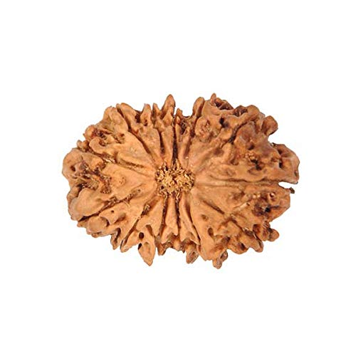 Sharvgun Rudraksha-Perlen, natürlich, original, 13 Stück, Mukhi, Rudraksha, Java, 15,15 mm, Laborzertifizierte Rudraksha-Perlen, lose Perlen für Männer und Frauen, zertifizierte Rudraksha-Perlen Sharvgun Rudraksha-Perlen, natürlich, original, 13 Stück, Mukhi, Rudraksha, Java, 15,15 mm, Laborzertifizierte Rudraksha-Perlen, lose Perlen für Männer und Frauen, zertifizierte Rudraksha-Perlen von SHARVGUN