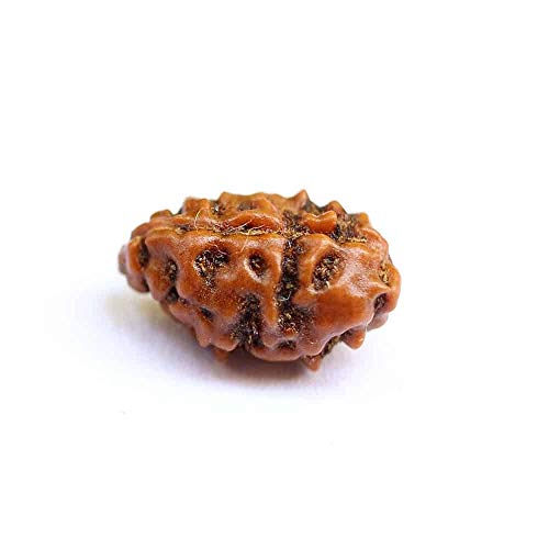 Sharvgun Rudraksha Rudraksha-Perlen, Rudraksha, indonesisches Rudraksha, 10 - 11 mm, Labor-zertifiziert, Rudraksha-Perlen für Damen und Herren, natürliche Rudraksha-Perlen, 1 Stück Sharvgun Rudraksha Rudraksha-Perlen, Rudraksha, indonesisches Rudraksha, 10 - 11 mm, Labor-zertifiziert, Rudraksha-Perlen für Damen und Herren, natürliche Rudraksha-Perlen, 1 Stück von SHARVGUN