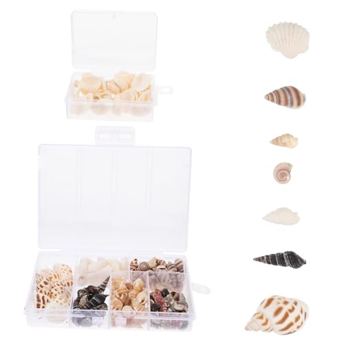 SHINEOFI 2 Boxen Dekorative Muscheln Set Boxen Natürliche Muscheln für Diy Bastelprojekte Tischdekoration Aquarien und Hochzeitsfeiern von SHINEOFI