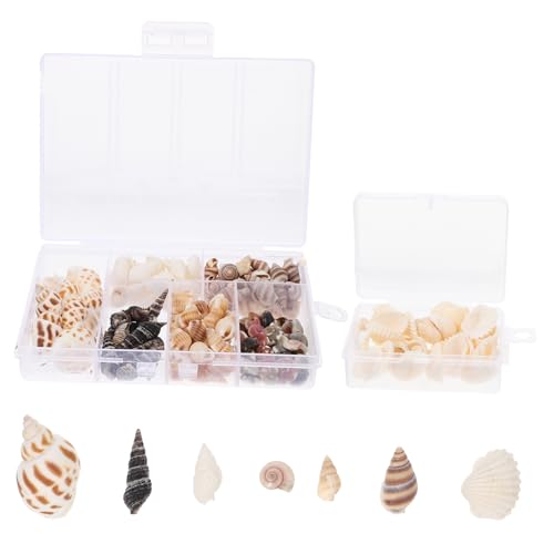 SHINEOFI 2 Boxen Diy Dekoration Set Boxen mit Kleinen Muscheln für Kreative Bastelprojekte Geeignet für Aquarien Tischdeko und Nautische Themen von SHINEOFI